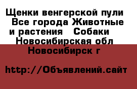 Щенки венгерской пули - Все города Животные и растения » Собаки   . Новосибирская обл.,Новосибирск г.